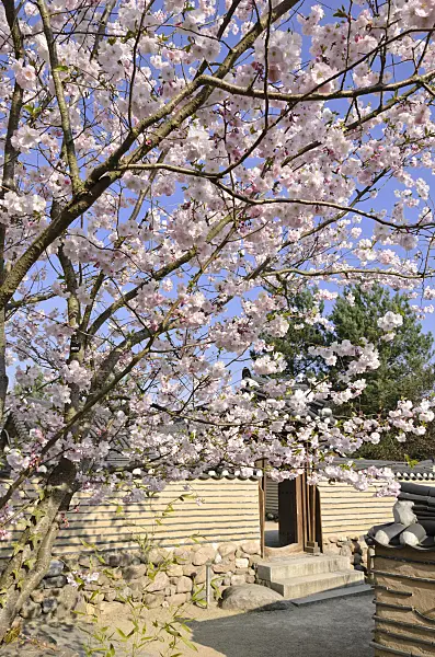 519092 - Autumn cherry (Prunus subhirtella) in a Korean garden