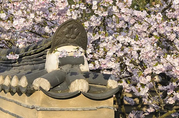 519106 - Autumn cherry (Prunus subhirtella) in a Korean garden