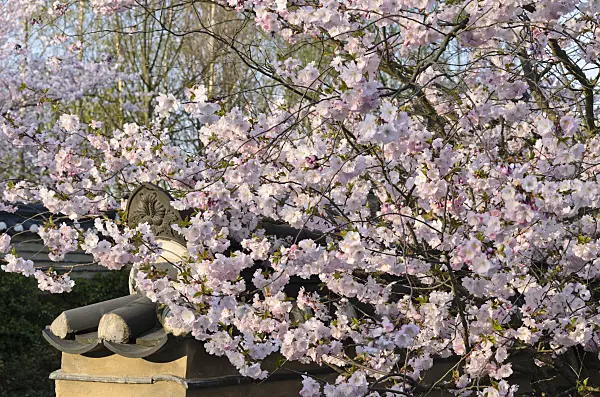 519107 - Autumn cherry (Prunus subhirtella) in a Korean garden