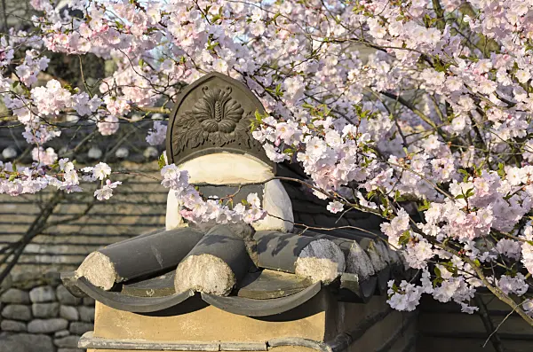 519108 - Autumn cherry (Prunus subhirtella) in a Korean garden