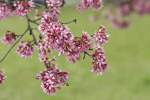 616286 - Autumn cherry (Prunus subhirtella 'Okame')