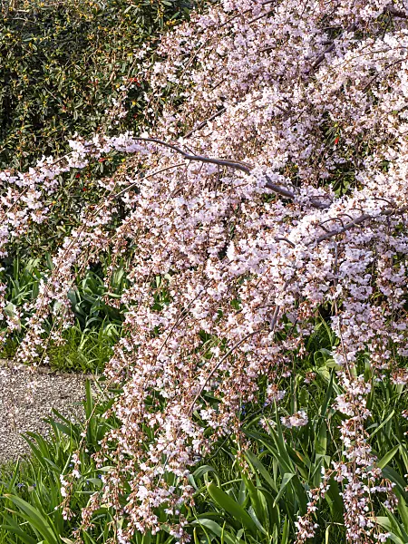 447081 - Autumn cherry (Prunus subhirtella 'Pendula')
