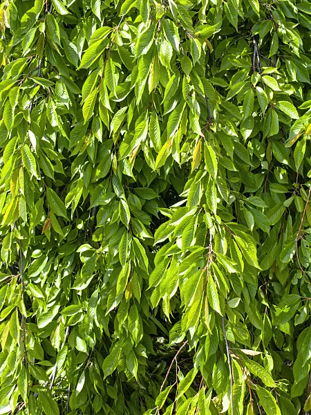 460127 - Autumn cherry (Prunus subhirtella 'Pendula')