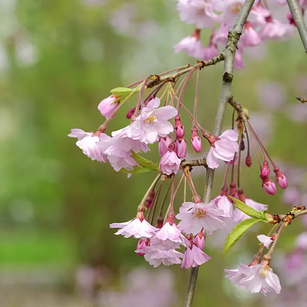 535315 - Autumn cherry (Prunus subhirtella 'Pendula')