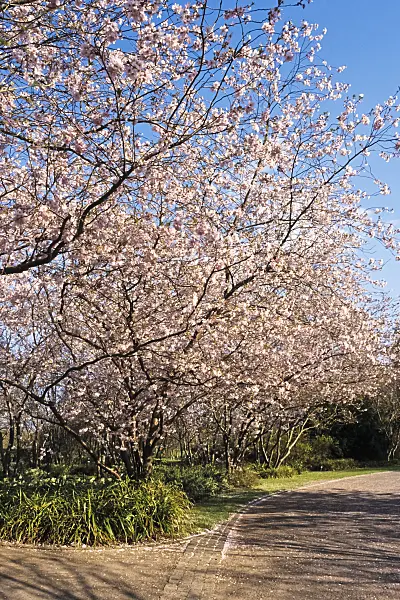389010 - Autumn cherry (Prunus subhirtella x sargentii 'Accolade')