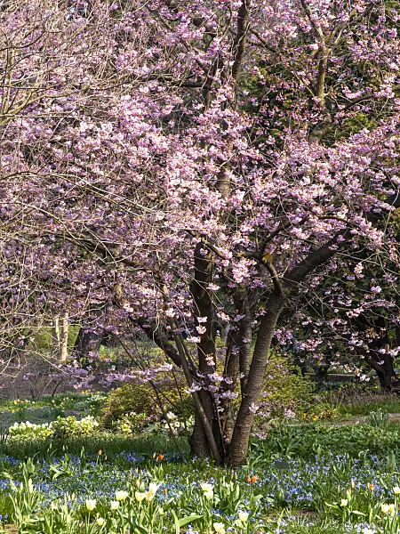 447056 - Autumn cherry (Prunus subhirtella x sargentii 'Accolade')