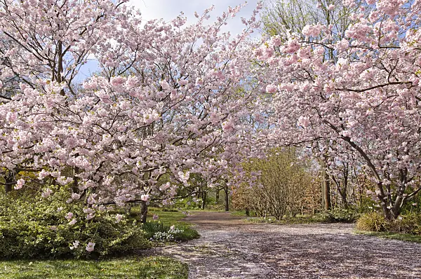 483232 - Autumn cherry (Prunus subhirtella x sargentii 'Accolade')