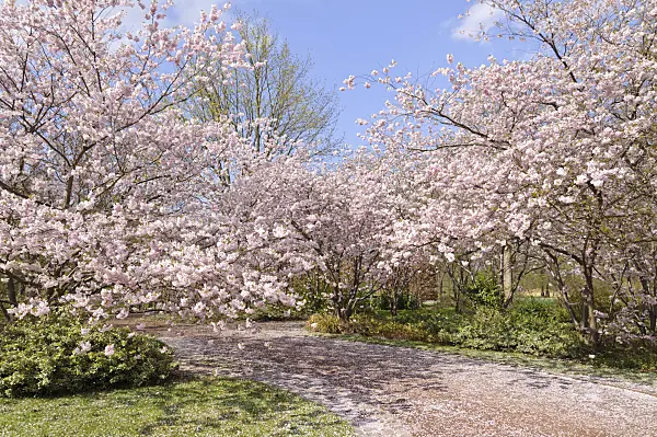 483234 - Autumn cherry (Prunus subhirtella x sargentii 'Accolade')