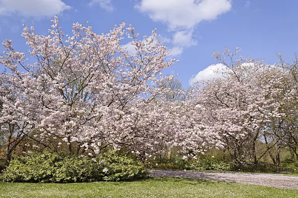 483235 - Autumn cherry (Prunus subhirtella x sargentii 'Accolade')