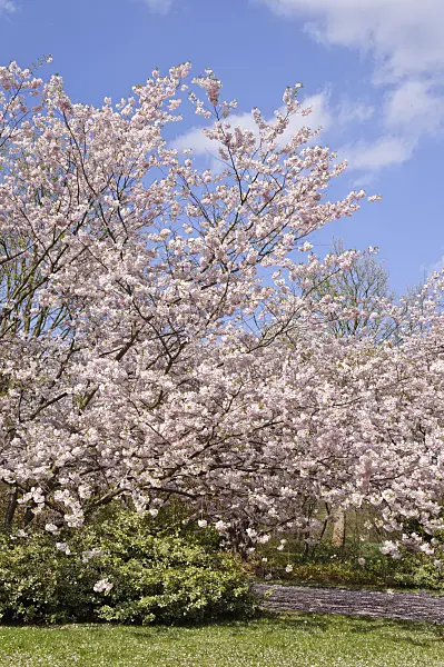 483236 - Autumn cherry (Prunus subhirtella x sargentii 'Accolade')
