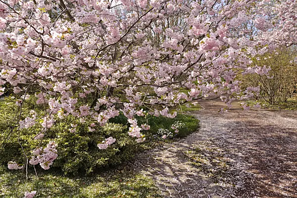 483238 - Autumn cherry (Prunus subhirtella x sargentii 'Accolade')