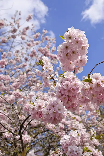 483239 - Autumn cherry (Prunus subhirtella x sargentii 'Accolade')