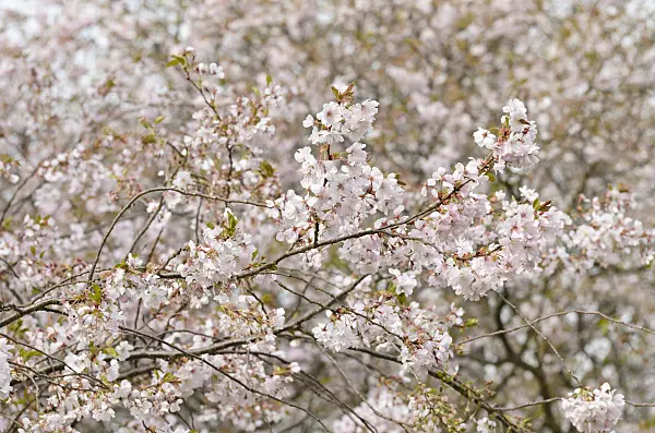 495092 - Autumn cherry (Prunus subhirtella x sargentii 'Accolade')