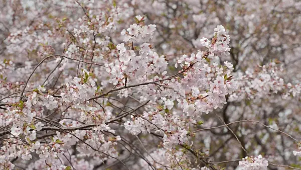 495103 - Autumn cherry (Prunus subhirtella x sargentii 'Accolade')