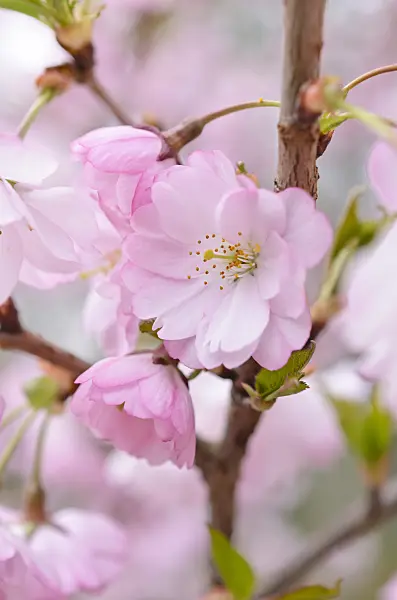 507003 - Autumn cherry (Prunus subhirtella x sargentii 'Accolade')