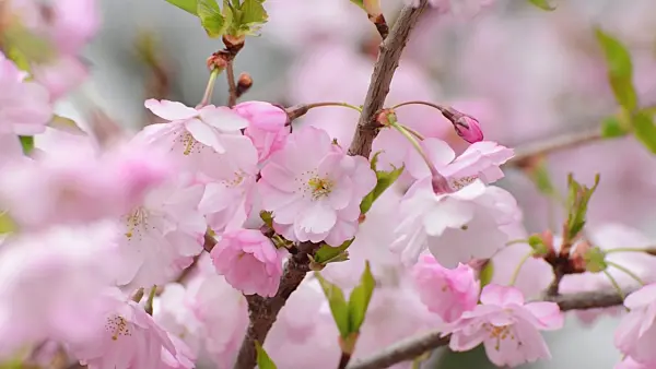 507004 - Autumn cherry (Prunus subhirtella x sargentii 'Accolade')