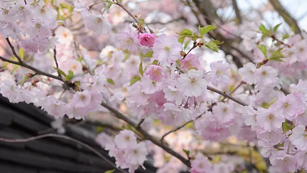 507023 - Autumn cherry (Prunus subhirtella x sargentii 'Accolade')