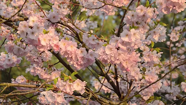 507027 - Autumn cherry (Prunus subhirtella x sargentii 'Accolade')