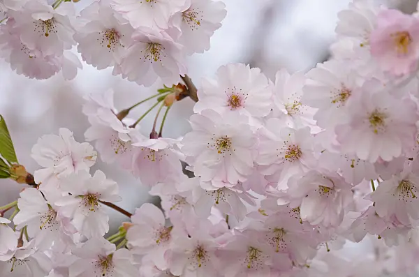 531021 - Autumn cherry (Prunus subhirtella x sargentii 'Accolade')