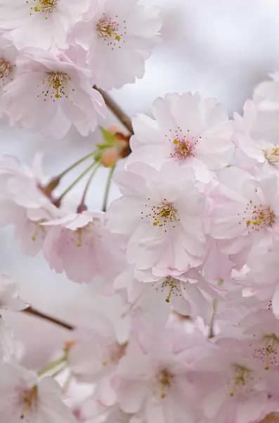 531022 - Autumn cherry (Prunus subhirtella x sargentii 'Accolade')