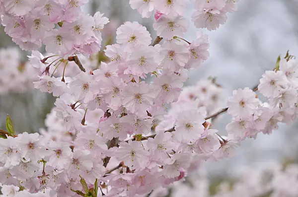 531024 - Autumn cherry (Prunus subhirtella x sargentii 'Accolade')