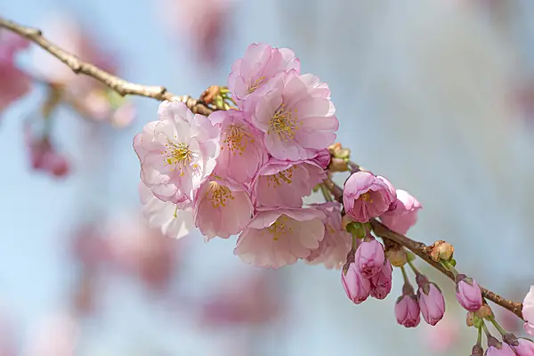 635139 - Autumn cherry (Prunus subhirtella x sargentii 'Accolade')