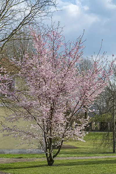651447 - Autumn cherry (Prunus subhirtella x sargentii 'Accolade')
