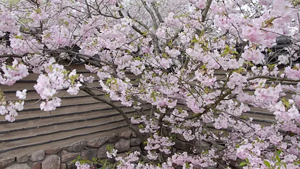 507022 - Autumn cherry (Prunus subhirtella x sargentii 'Accolade') in a Korean garden