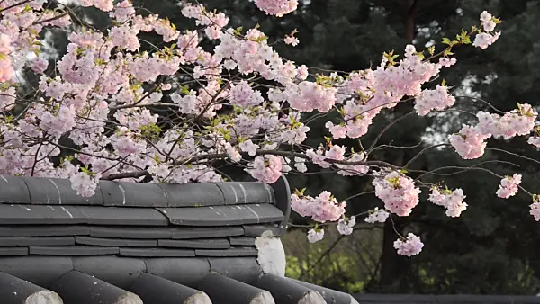 507025 - Autumn cherry (Prunus subhirtella x sargentii 'Accolade') in a Korean garden