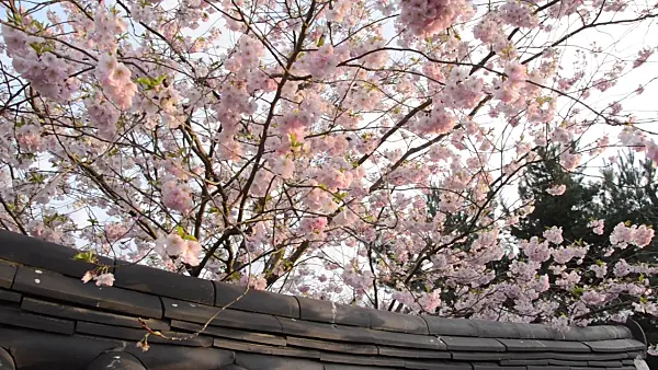 507026 - Autumn cherry (Prunus subhirtella x sargentii 'Accolade') in a Korean garden