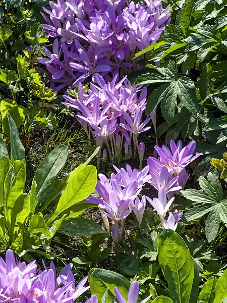 441164 - Autumn crocus (Colchicum)