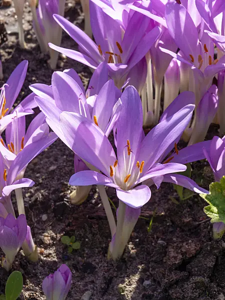 441165 - Autumn crocus (Colchicum)