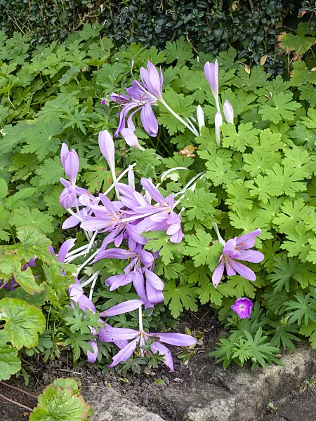 464050 - Autumn crocus (Colchicum)