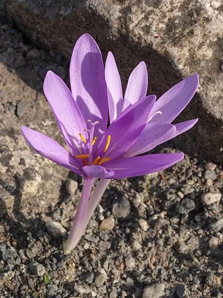 405039 - Autumn crocus (Colchicum autumnale)
