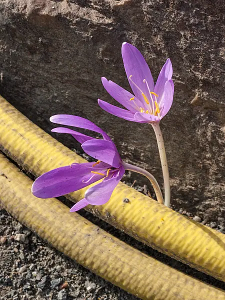 406001 - Autumn crocus (Colchicum autumnale)