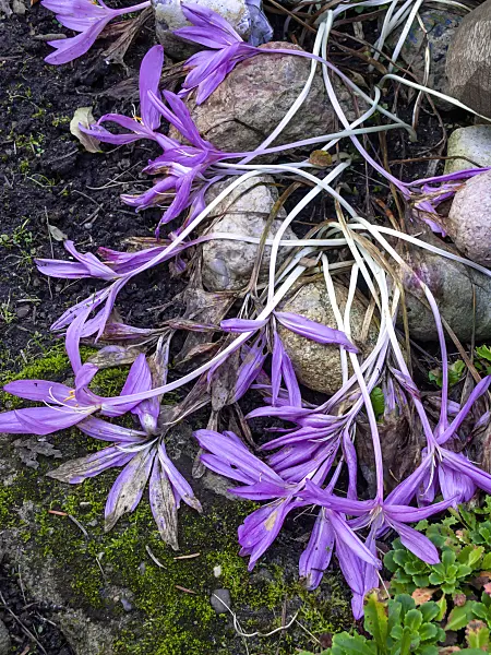 430098 - Autumn crocus (Colchicum autumnale)