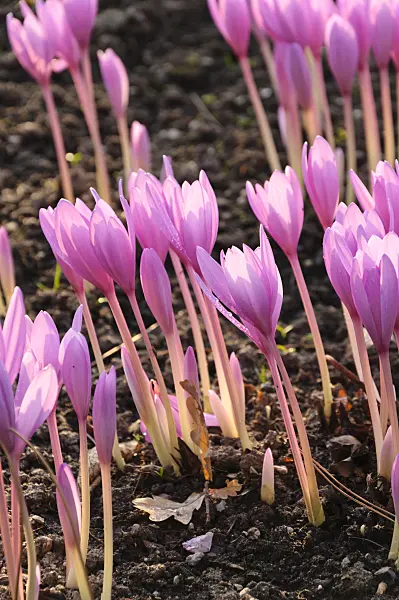 488078 - Autumn crocus (Colchicum autumnale)