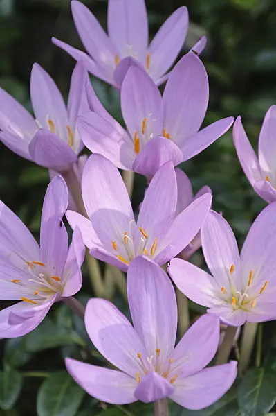 488089 - Autumn crocus (Colchicum autumnale)