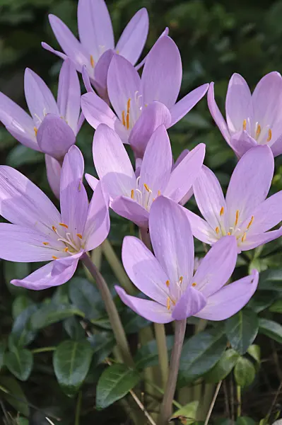 488090 - Autumn crocus (Colchicum autumnale)