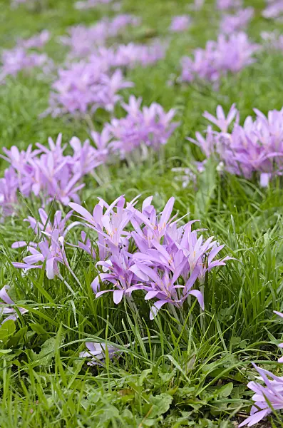 525122 - Autumn crocus (Colchicum autumnale)