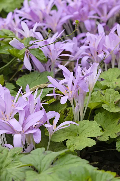 525123 - Autumn crocus (Colchicum autumnale)