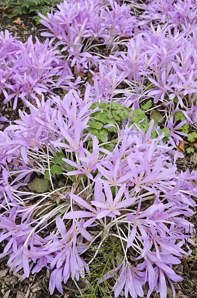 525124 - Autumn crocus (Colchicum autumnale)