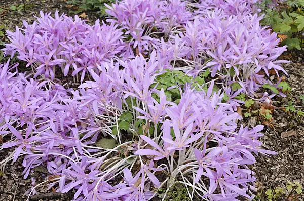 525125 - Autumn crocus (Colchicum autumnale)