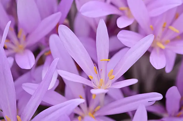 525168 - Autumn crocus (Colchicum autumnale)