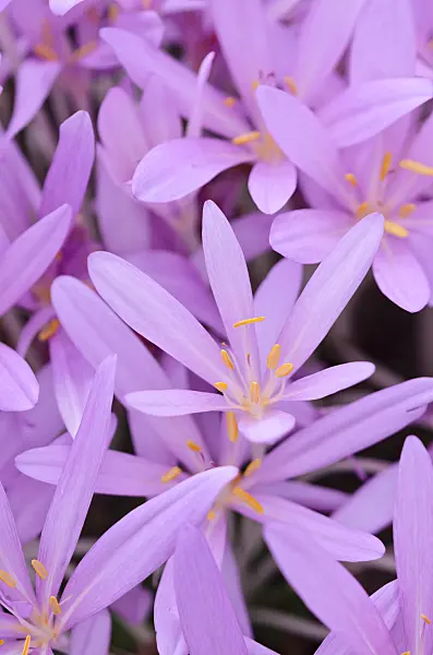 525169 - Autumn crocus (Colchicum autumnale)