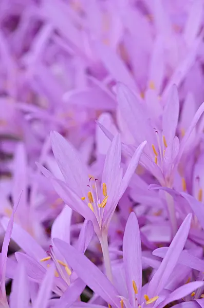525170 - Autumn crocus (Colchicum autumnale)
