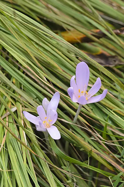 536156 - Autumn crocus (Colchicum autumnale)