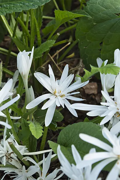 512108 - Autumn crocus (Colchicum autumnale 'Alboplenum')