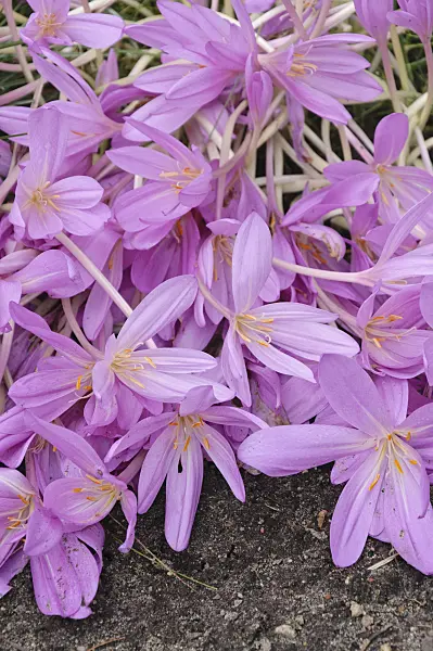 489023 - Autumn crocus (Colchicum Lilac Wonder)