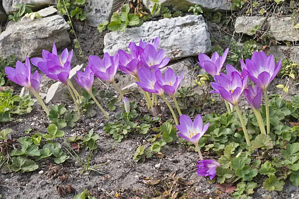548140 - Autumn crocus (Colchicum Lilac Wonder)